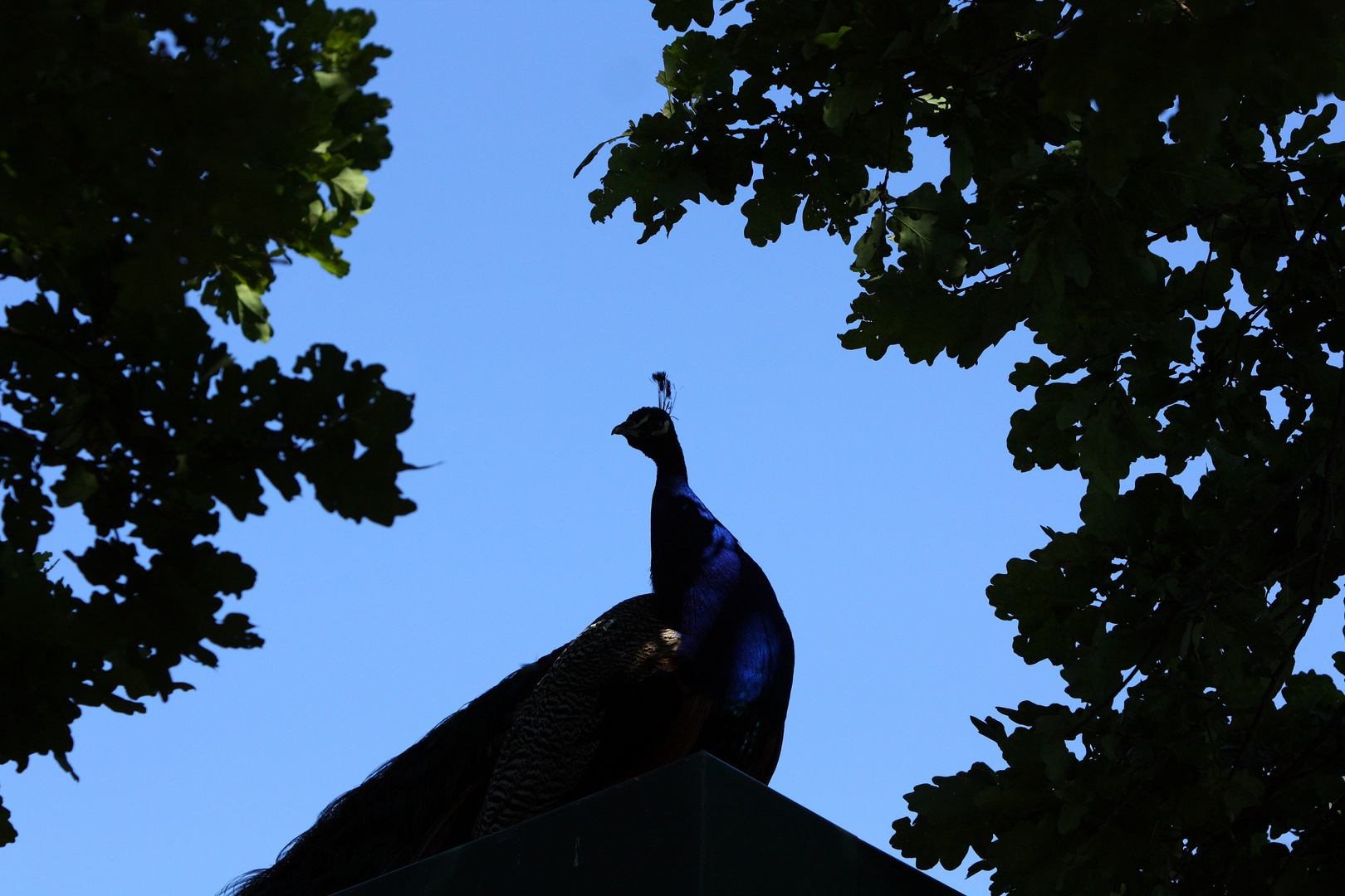 Pfau im Gegenlicht