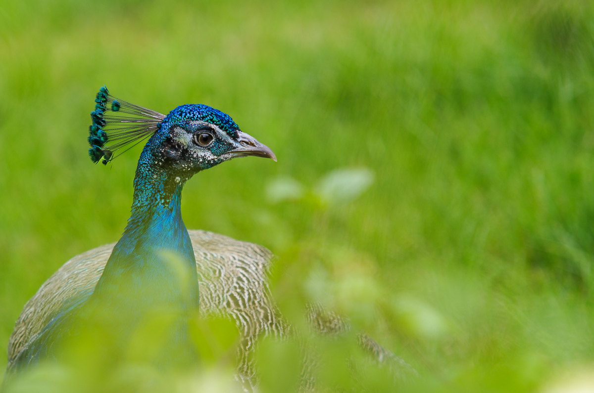 Pfau im Gras