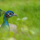 Pfau im Gras