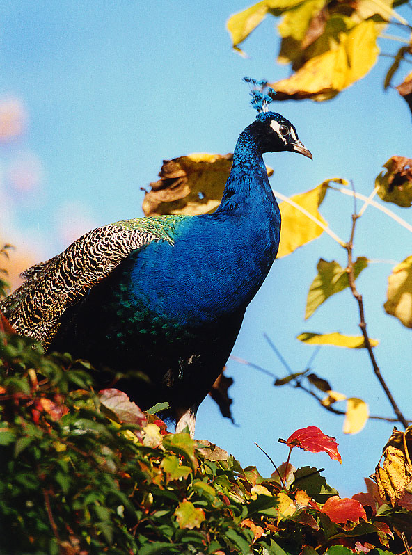 Pfau im Herbstlaub