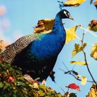 Pfau im Herbstlaub