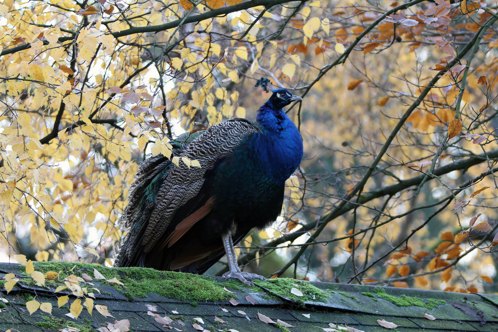 Pfau im Herbstlaub...