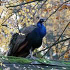 Pfau im Herbstlaub...