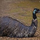 Pfau im Landauer Zoo