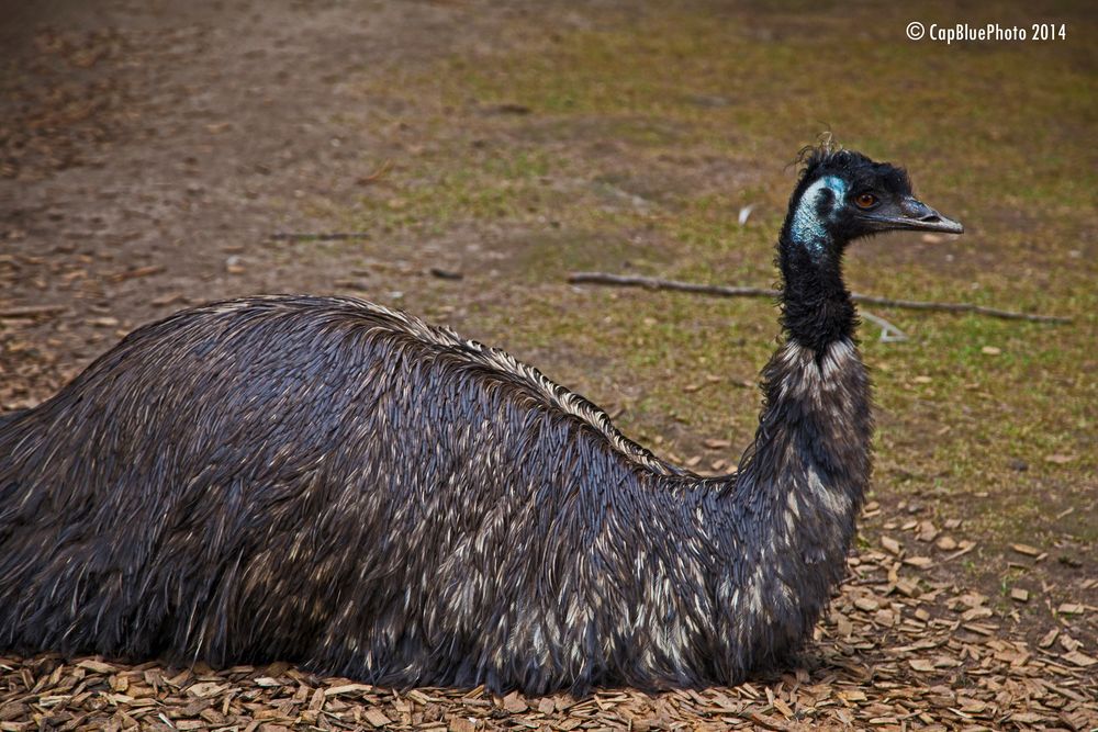 Pfau im Landauer Zoo