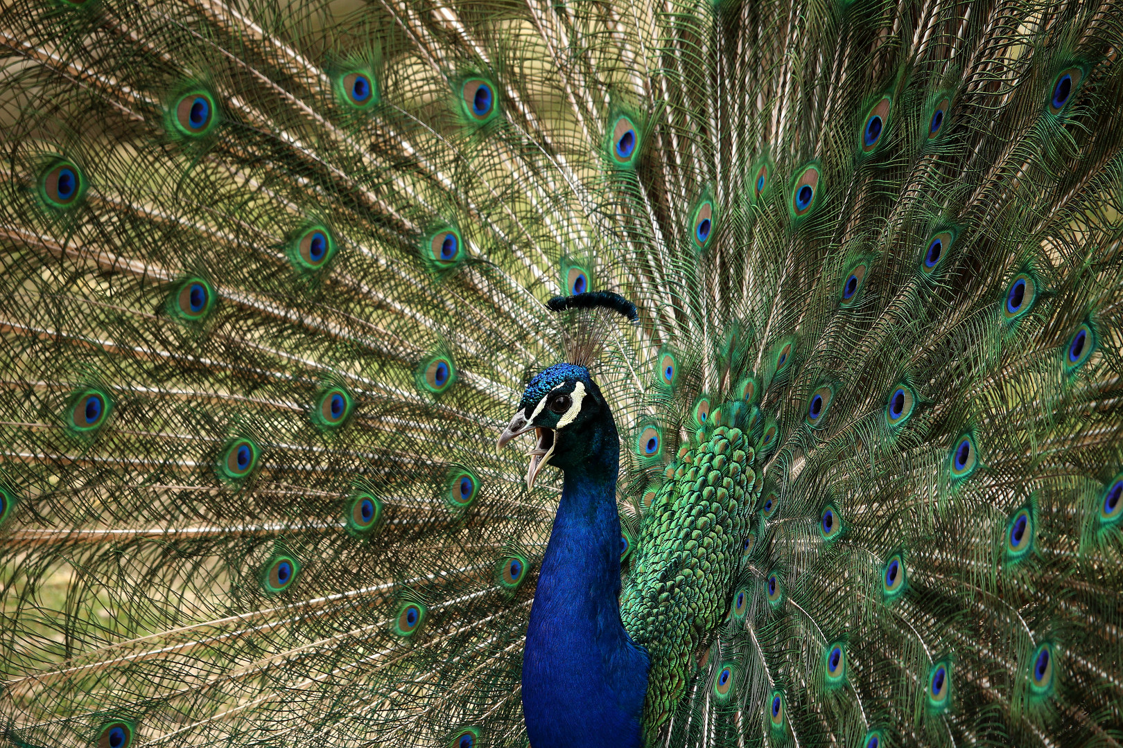 Pfau im Liebesrausch