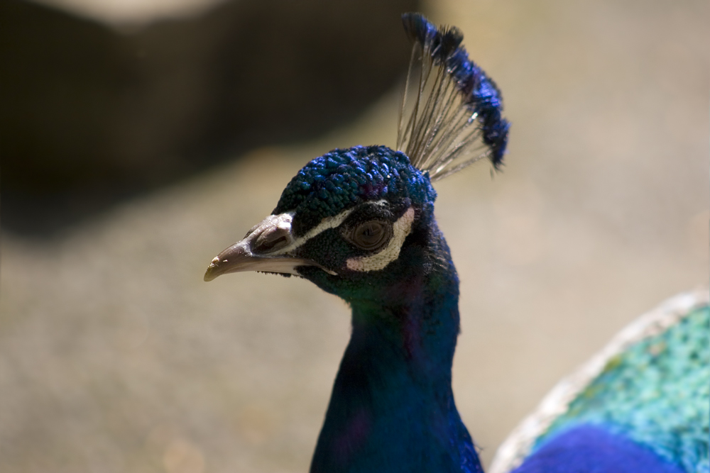 Pfau im Märchenzoo am Blauen See bei Ratingen