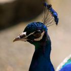 Pfau im Märchenzoo am Blauen See bei Ratingen