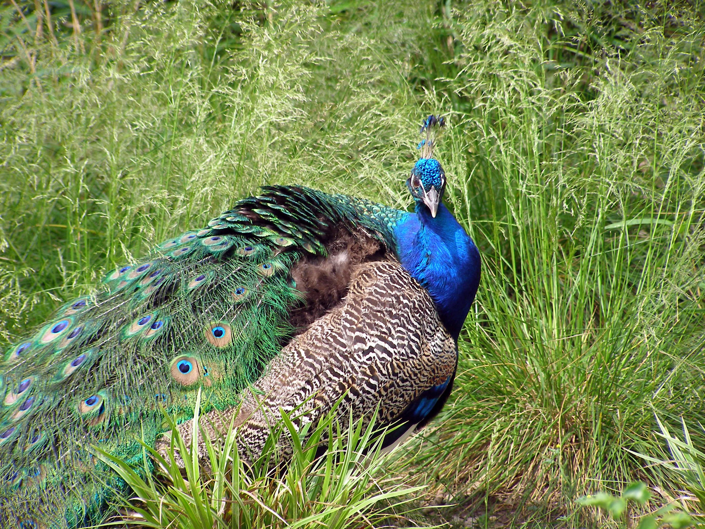 Pfau im Magdeburger Zoo