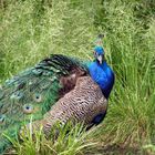 Pfau im Magdeburger Zoo