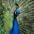 Pfau im Naturzoo Rheine