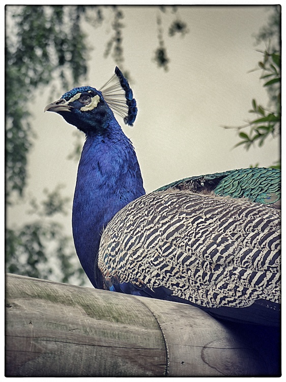 Pfau im Opelzoo