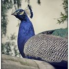 Pfau im Opelzoo