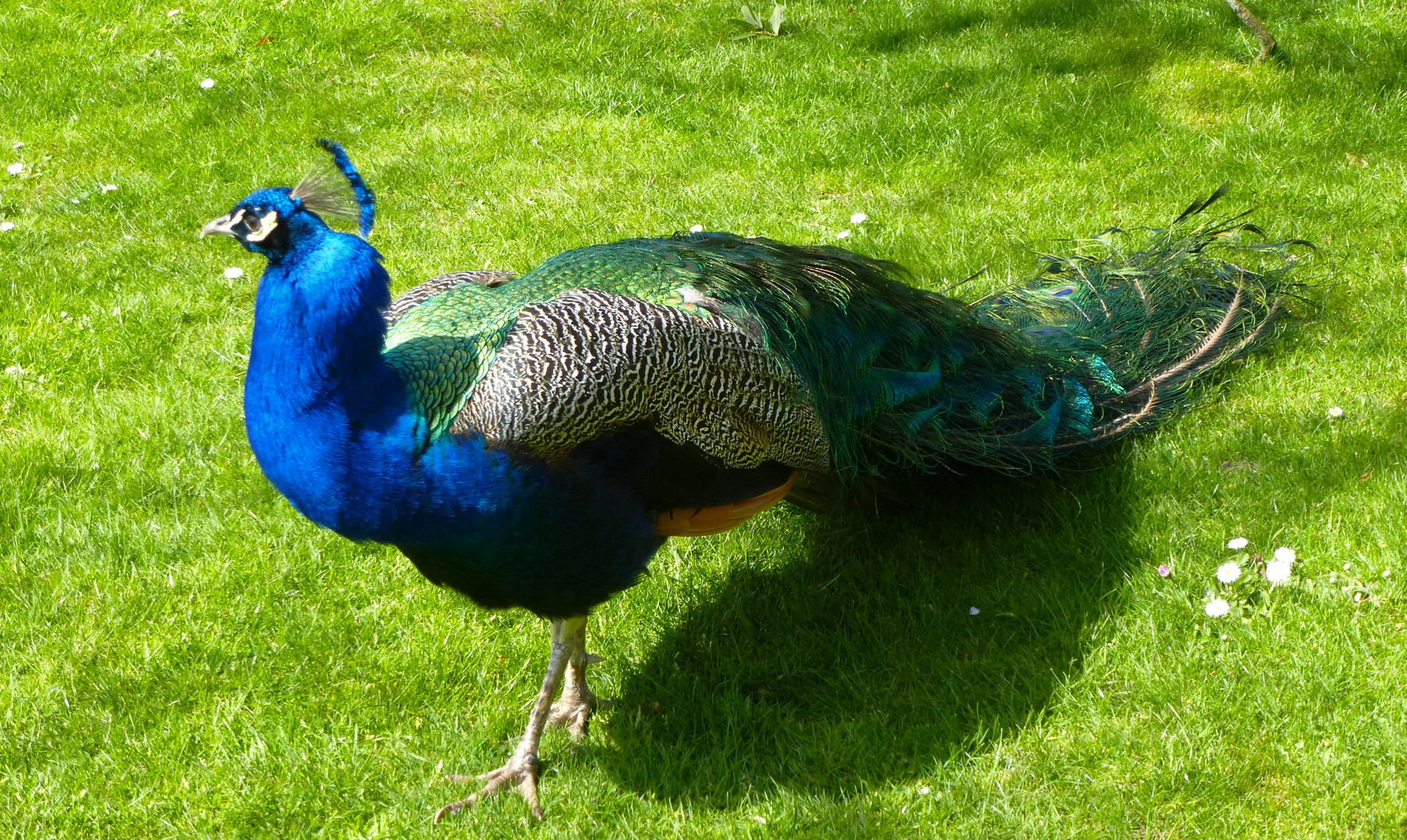 Pfau im Park