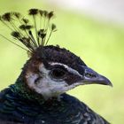 Pfau im Park von Schloss Rheydt / Mönchengladbach