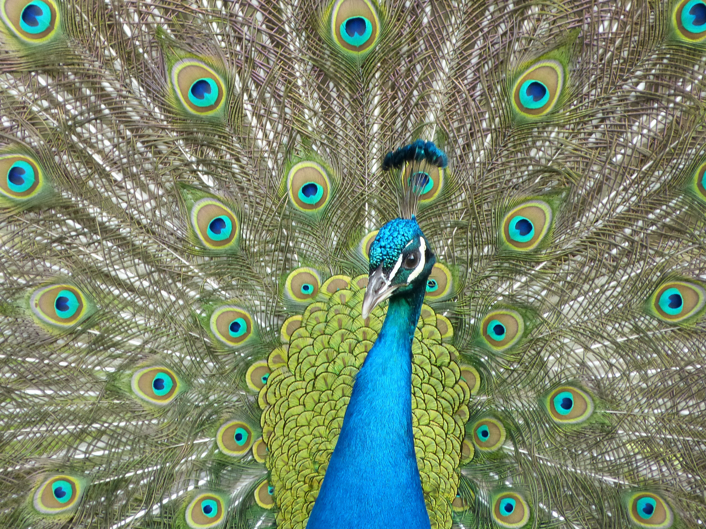 Pfau im Portrait