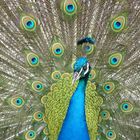 Pfau im Portrait