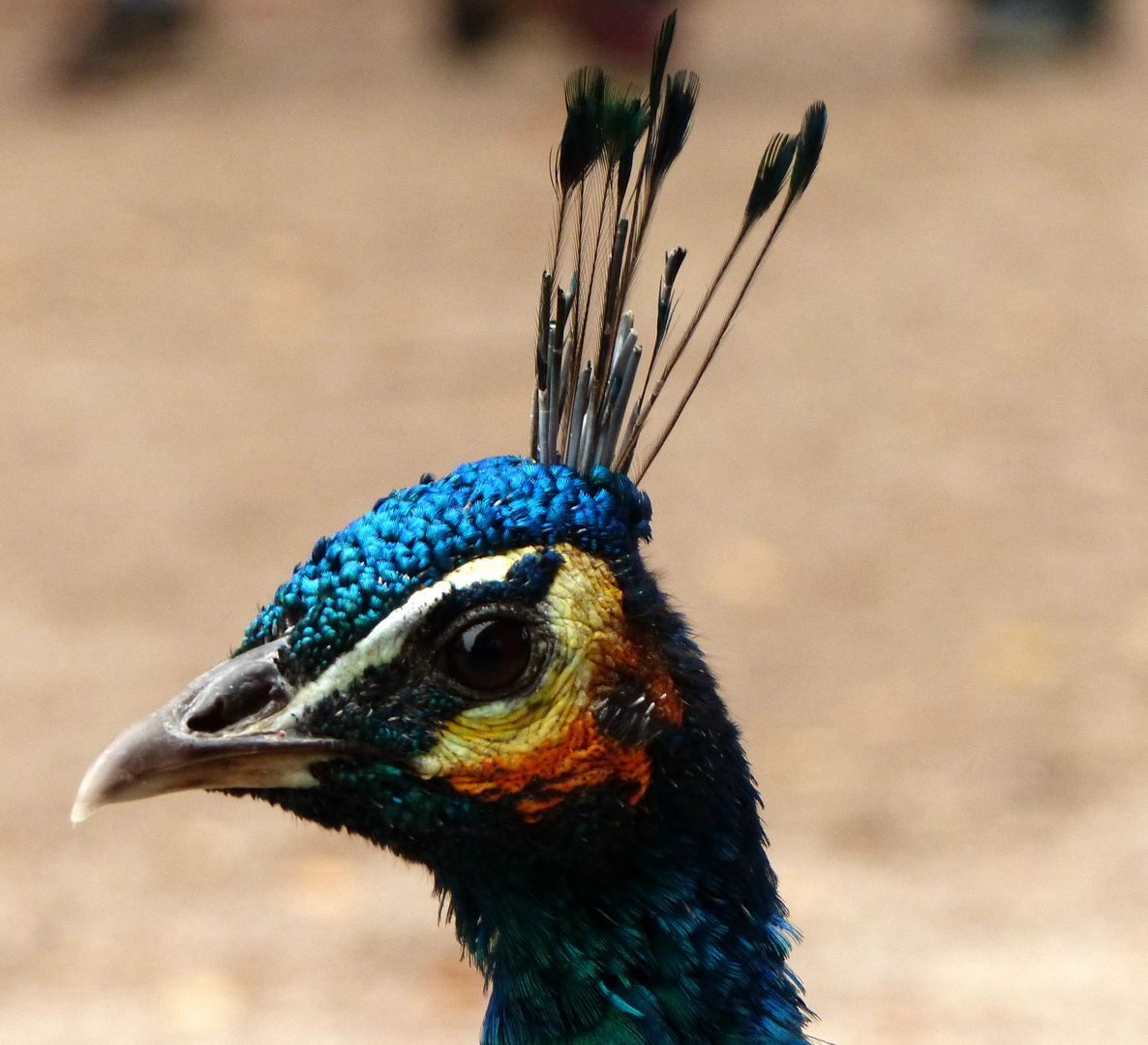 Pfau im Portrait