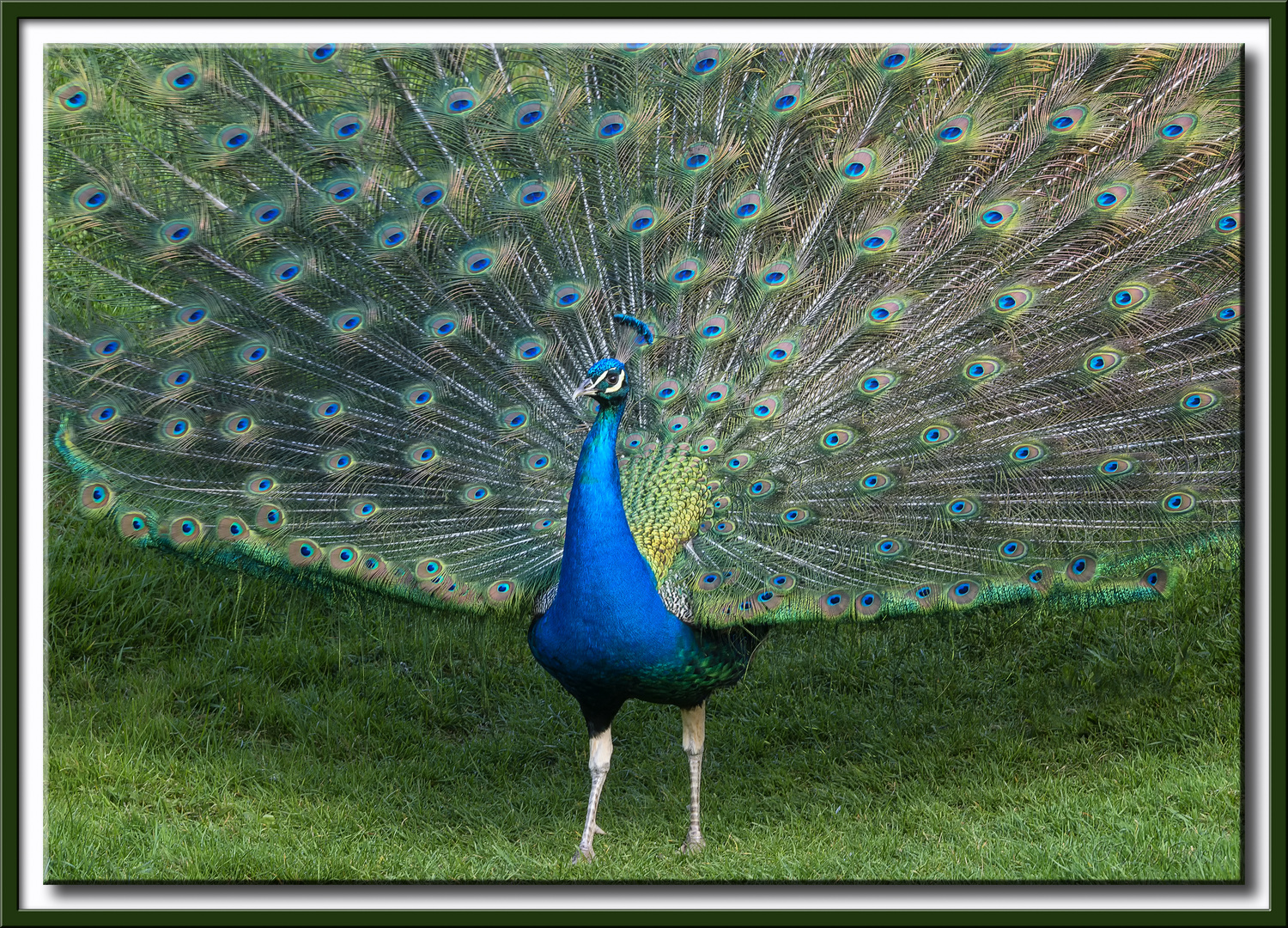 Pfau im Prachtkleid