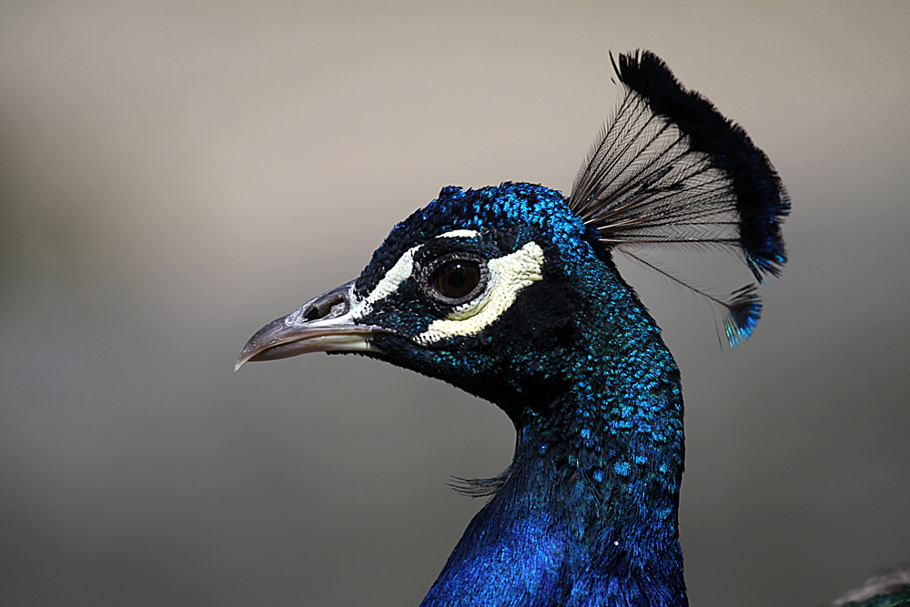 Pfau im Profil