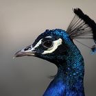 Pfau im Profil