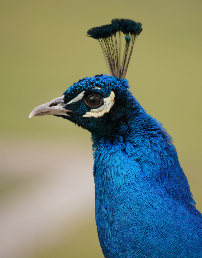 Pfau im Profil