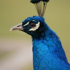 Pfau im Profil