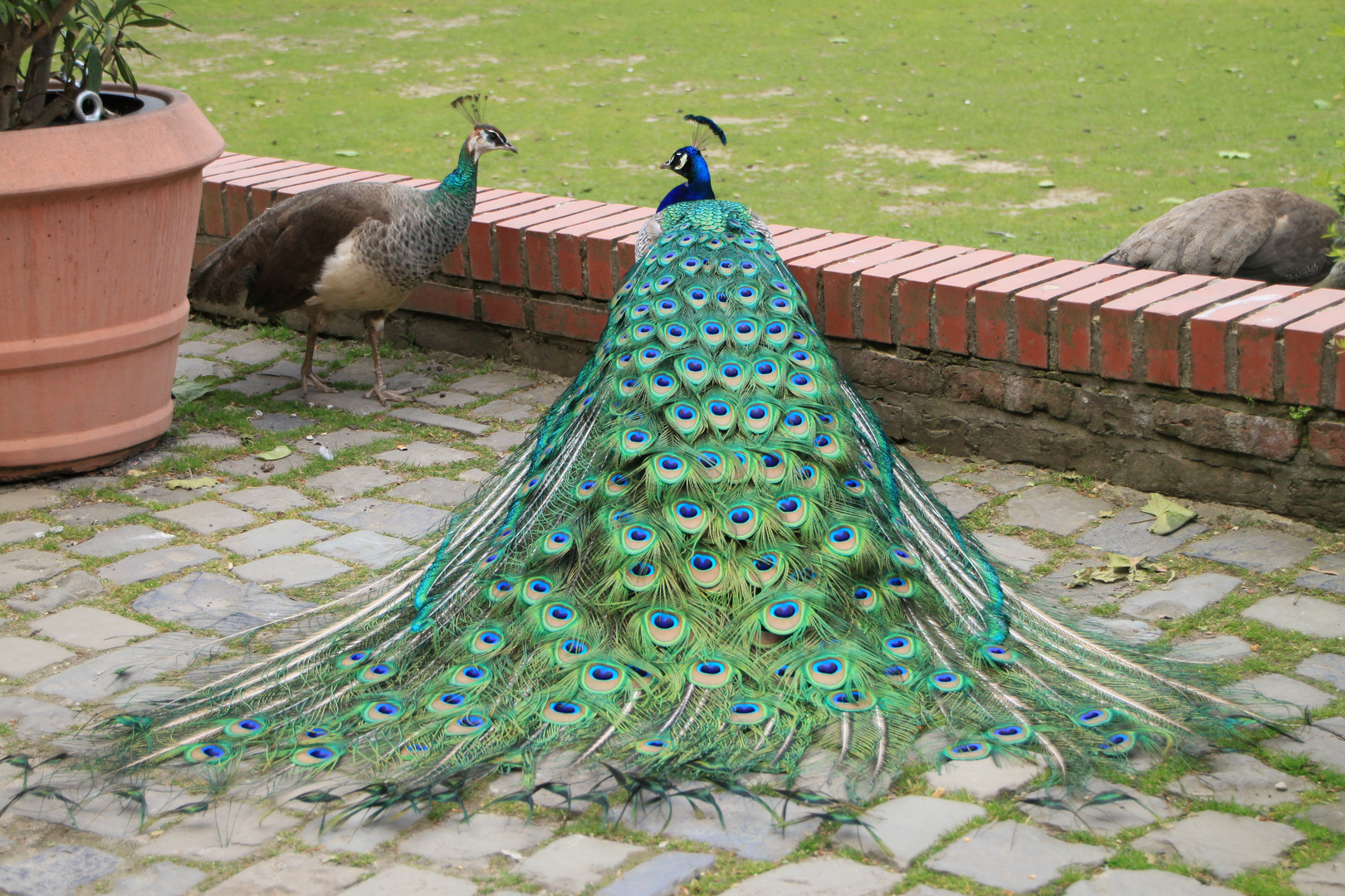 Pfau im Schloss Rheydt