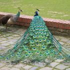 Pfau im Schloss Rheydt