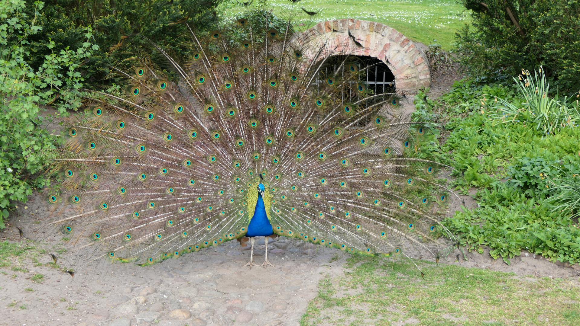 Pfau im Schloßpark Jever