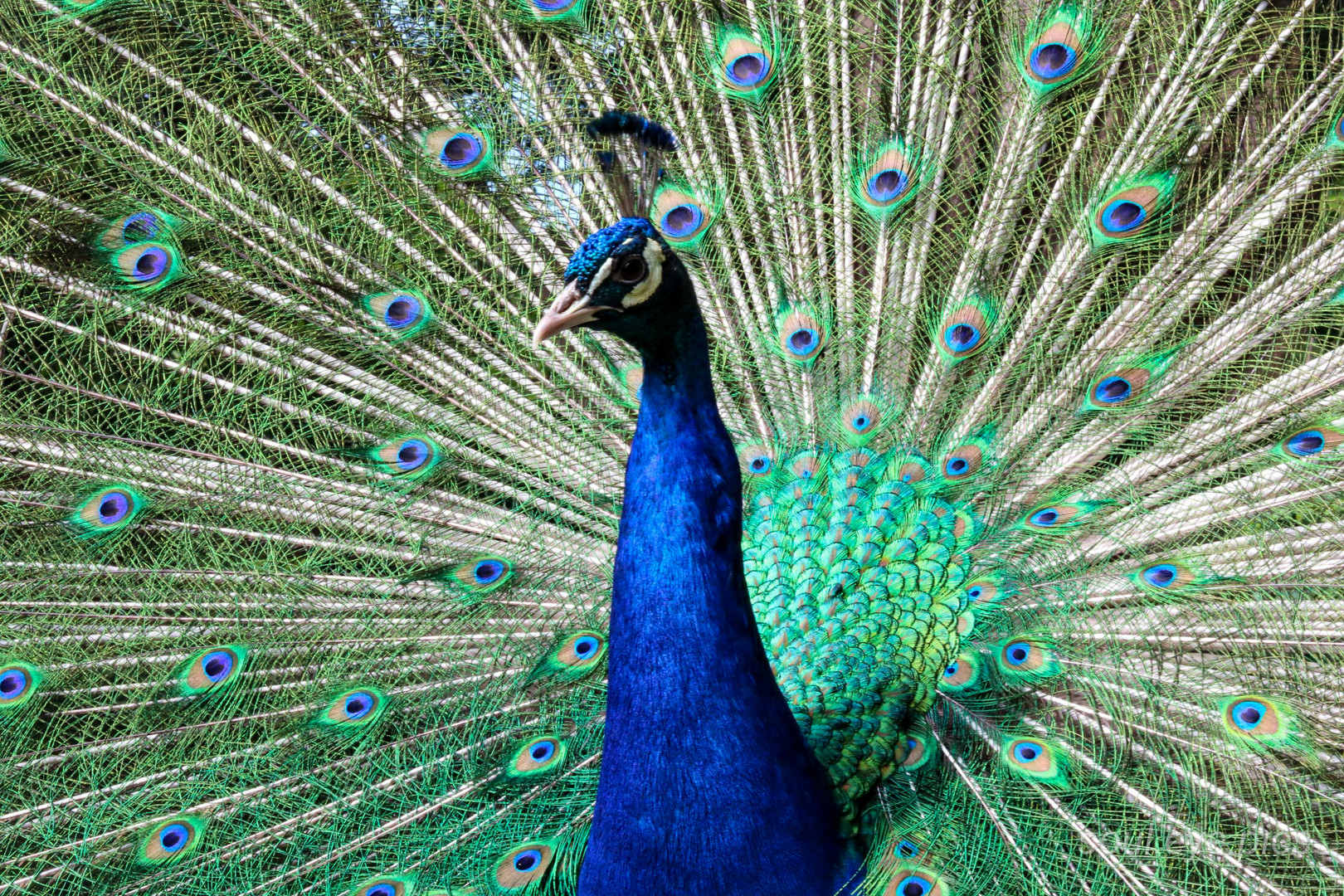 Pfau im Schlosspark Jever 