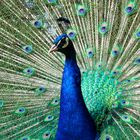 Pfau im Schlosspark Jever 