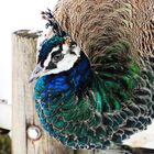 Pfau im Schnee ( 02 )