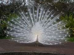 Pfau im schönsten Kleid