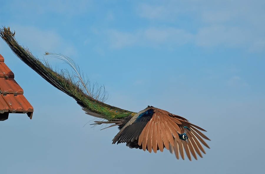 Pfau im Sturzflug