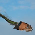 Pfau im Sturzflug