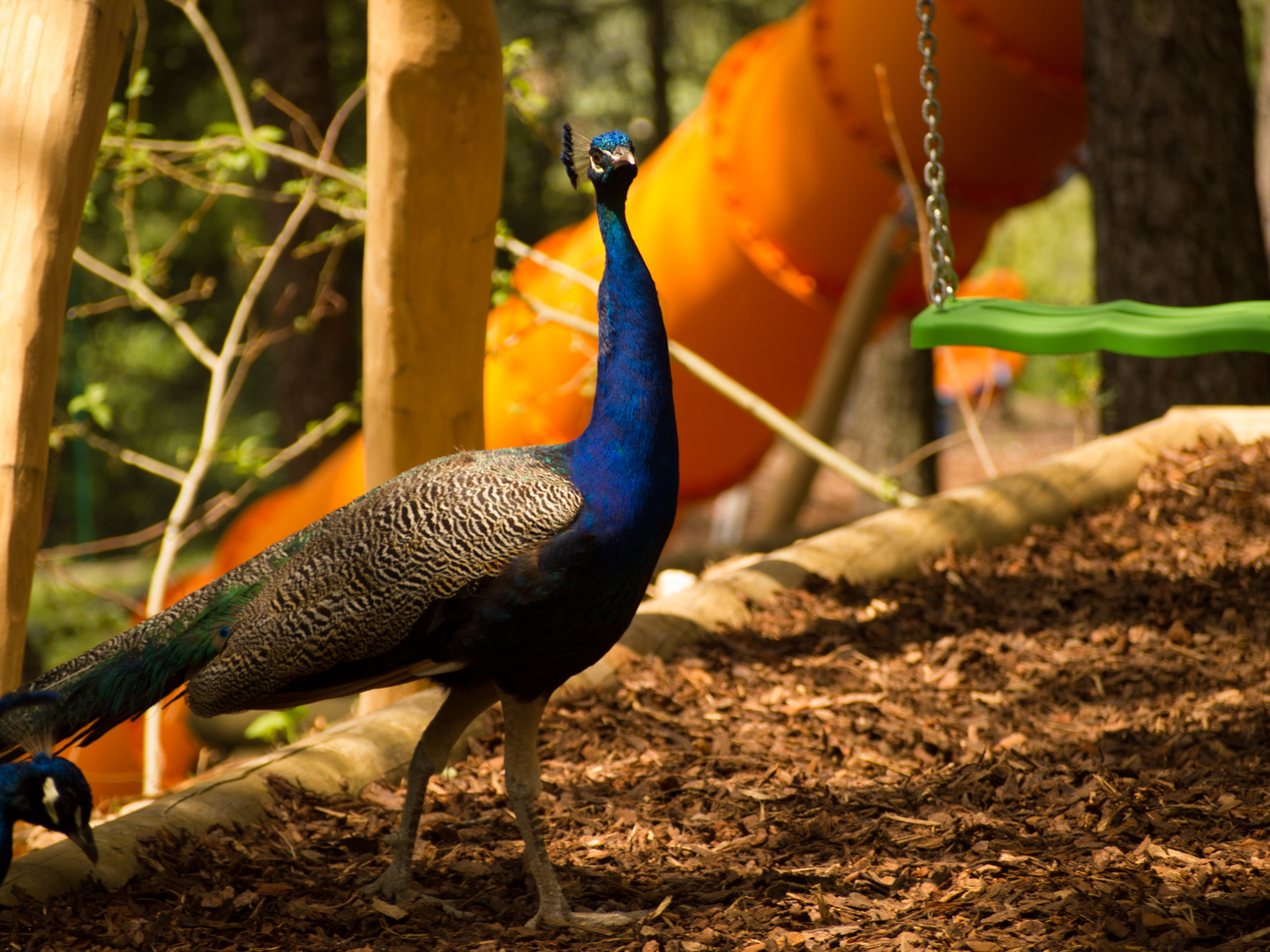 Pfau im Tierpark