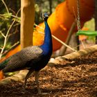 Pfau im Tierpark