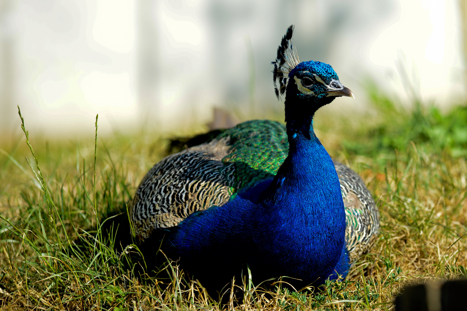 Pfau im Tierpark