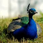 Pfau im Tierpark