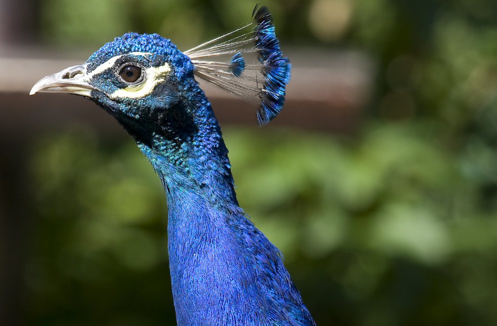 Pfau im Tierpark Chemnitz