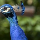 Pfau im Tierpark Chemnitz