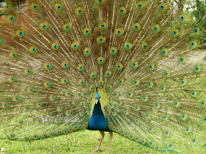 Pfau im Tierpark Hamm