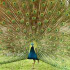 Pfau im Tierpark Hamm