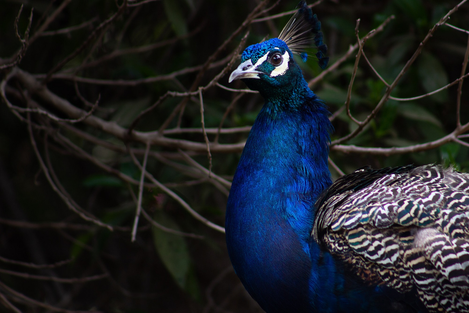 Pfau im Tierpark Hellabrunn