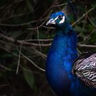 Pfau im Tierpark Hellabrunn