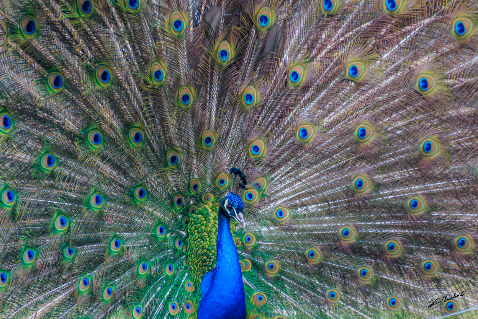 Pfau im Tierpark Roggenhusen