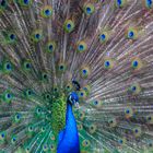 Pfau im Tierpark Roggenhusen