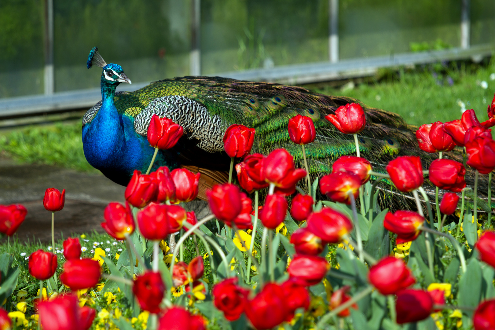 Pfau im Tulpenbeet