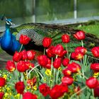 Pfau im Tulpenbeet